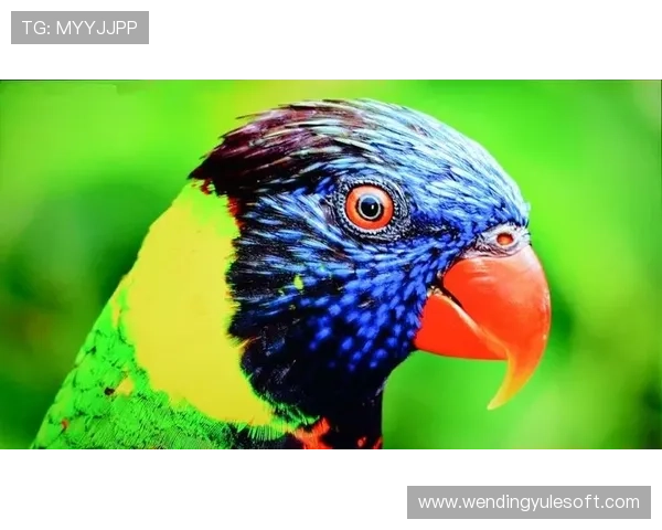 问鼎28pc官网:28pc官网的最新新闻资讯与行业动态一览 问鼎28pc官网:28pc官网的最新新闻资讯与行业动态一览